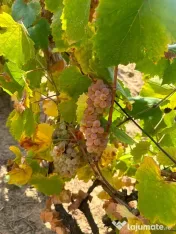 Struguri de vin cu trasport gratuit la domiciliu