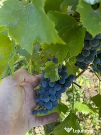 Vând struguri netratați / bio 