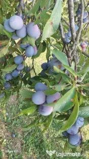 Prune de vanzare Anaspet 