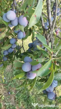 Prune de vanzare Anaspet 