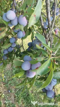 Prune de vanzare Anaspet