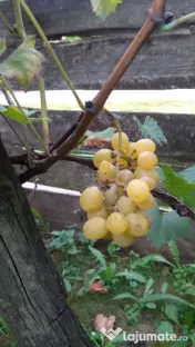 Struguri de masa bio eco 