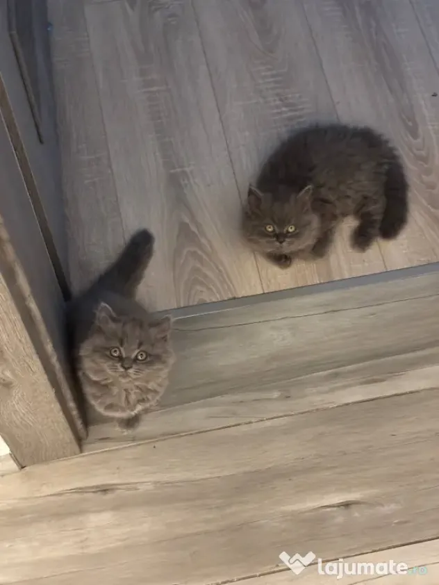 Pui Pisica - British Longhair - 2+luni