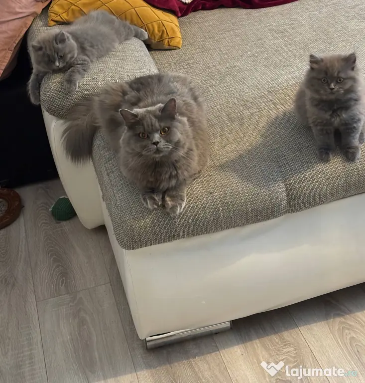 Pui Pisica - British Longhair - 2+luni