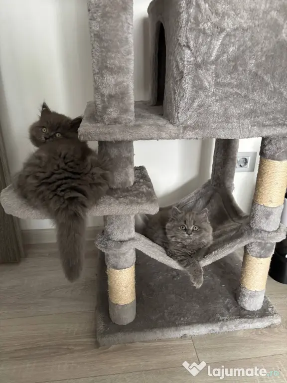 Pui Pisica - British Longhair - 2+luni