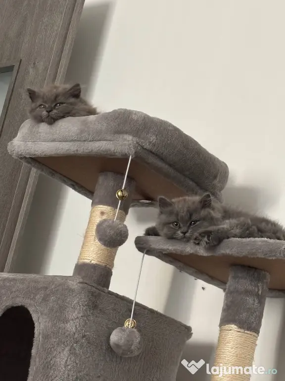 Pui Pisica - British Longhair - 2+luni