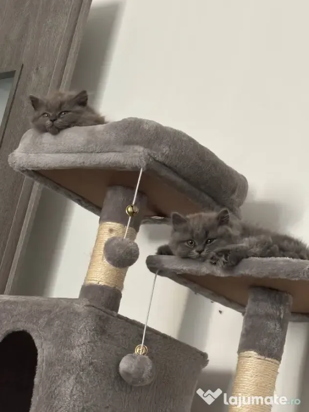 Pui Pisica - British Longhair - 2+luni