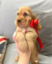 Cocker spaniel mascul . 