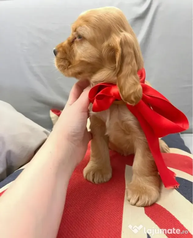 Cocker spaniel mascul