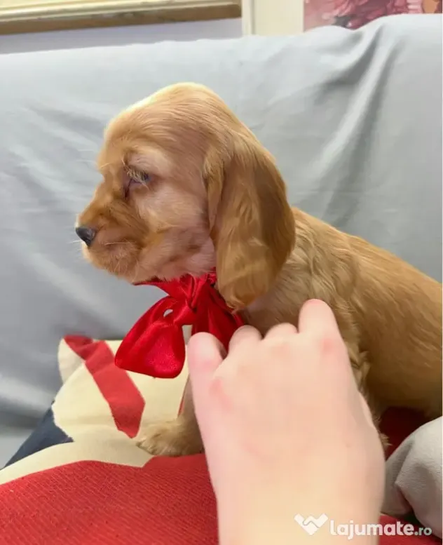 Cocker spaniel mascul