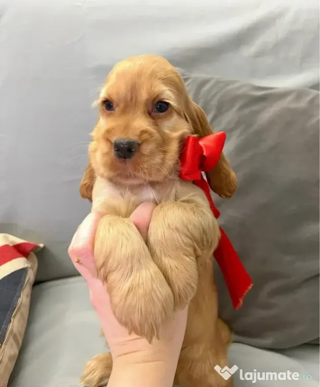 Cocker spaniel mascul
