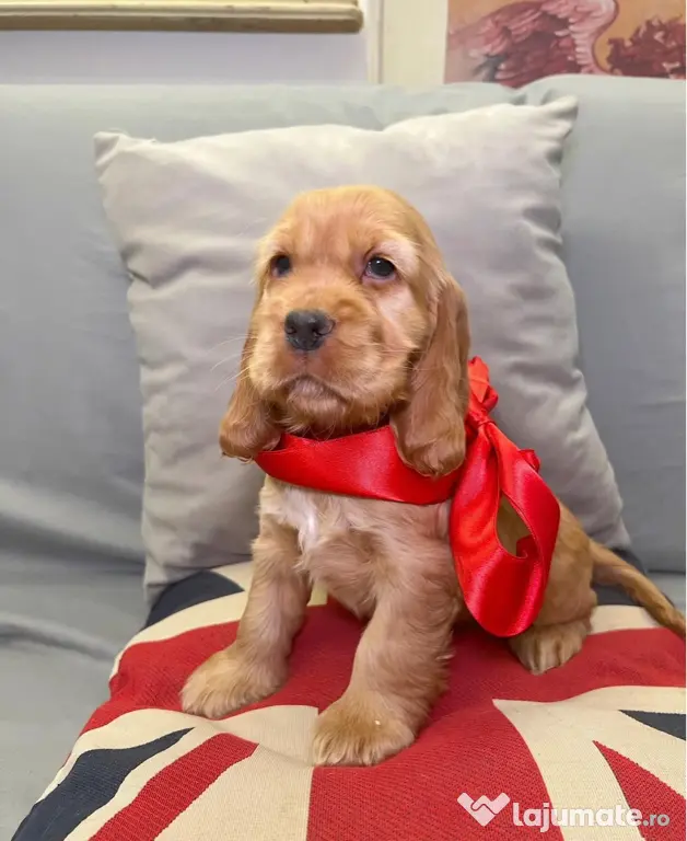 Cocker spaniel mascul