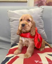 Cocker spaniel mascul