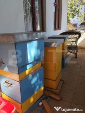Casă renovată cu farmec istoric, livadă și 3.600 mp de t