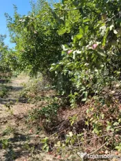 Casă renovată cu farmec istoric, livadă și 3.600 mp de t