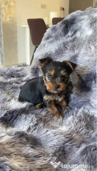 Pui Yorkshire Terrier