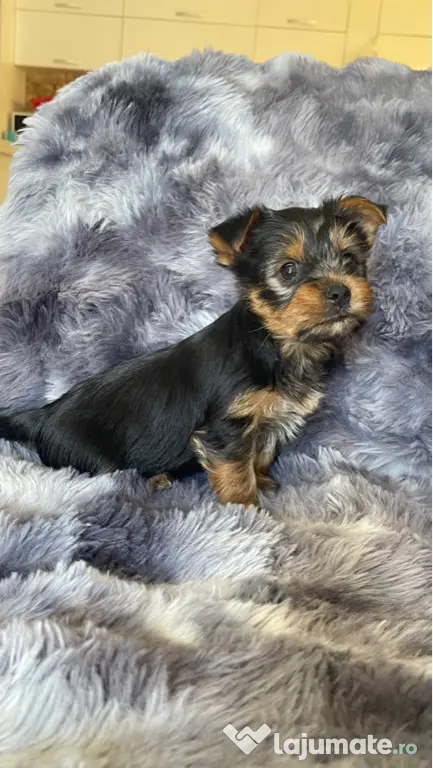 Pui Yorkshire Terrier