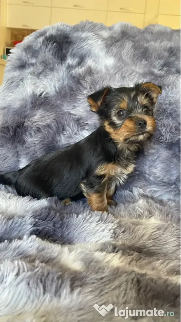 Pui Yorkshire Terrier
