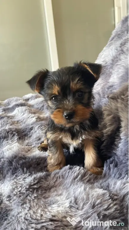 Pui Yorkshire Terrier