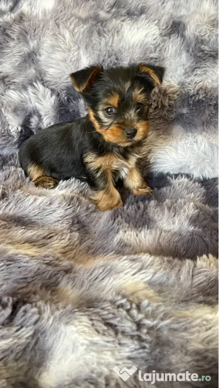 Pui Yorkshire Terrier