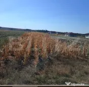 Teren intravilan agricol – Mihai Viteazu, 3.000 mp 