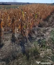 Teren intravilan agricol – Mihai Viteazu, 3.000 mp 