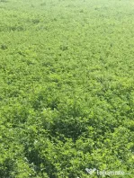 LUCERNĂ BIO BALOȚI