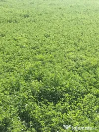 LUCERNĂ BIO BALOȚI