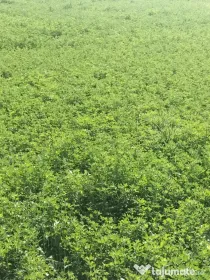 LUCERNĂ BIO BALOȚI