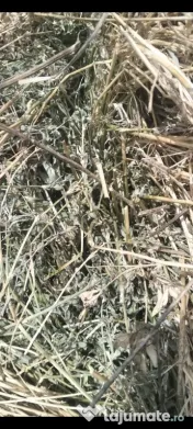 Lucernă bio baloți 