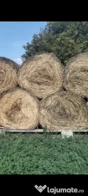 Lucernă bio baloți 