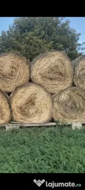 Lucernă bio baloți 
