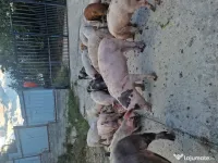 Vând purcei de țară 