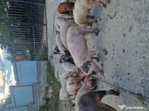 Vând purcei de țară
