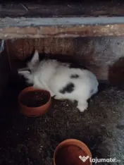 Vând iepuri talie mică/mare 