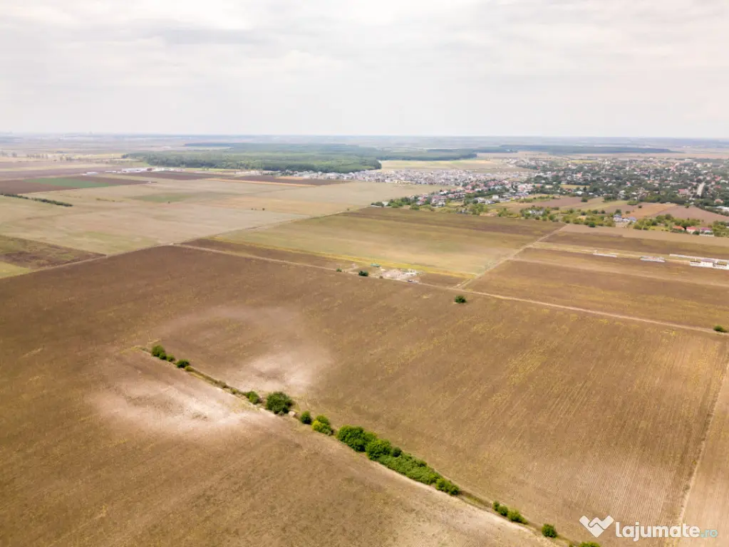 DASCALU – TEREN INTRAVILAN 11300 MP, INVESTITIE! - Dascalu (Bucuresti-Ilfov)