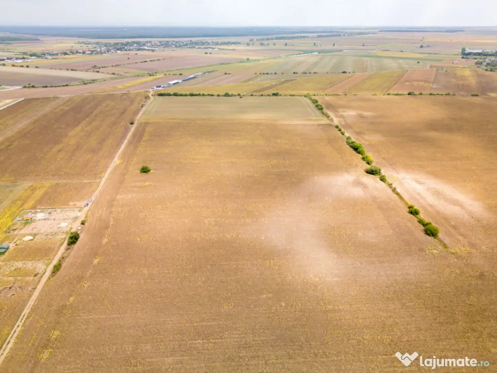 DASCALU – TEREN INTRAVILAN 11300 MP, INVESTITIE! - Dascalu (Bucuresti-Ilfov)