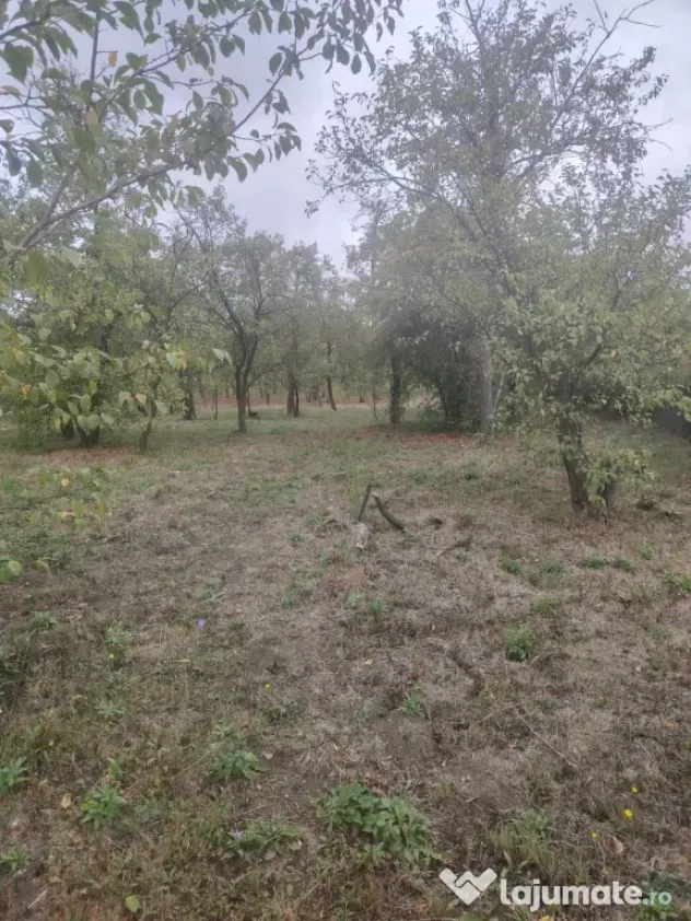 Vând 2 case locuibile cu livadă