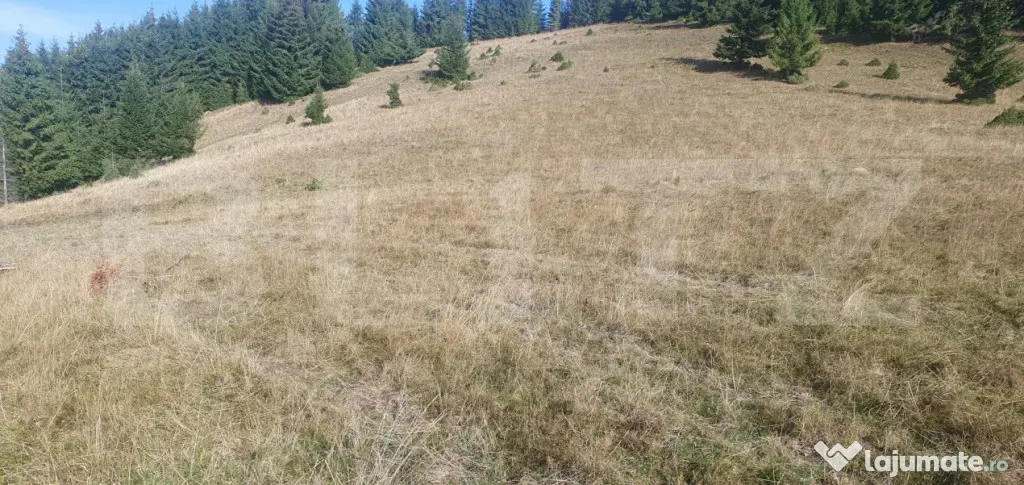 Teren extravilan, 50.000 mp, zona Vatra Dornei - Vatra Dornei (Suceava)