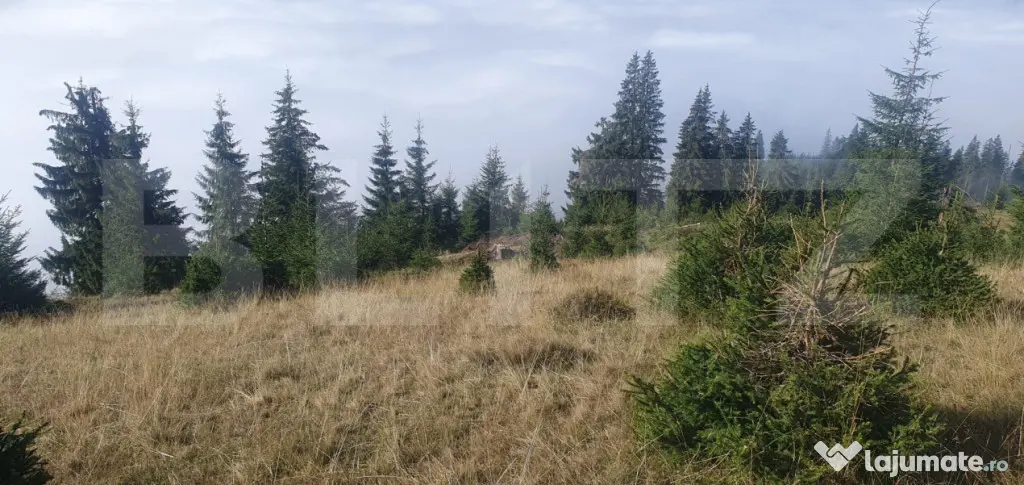 Teren extravilan, 50.000 mp, zona Vatra Dornei - Vatra Dornei (Suceava)