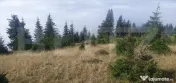 Teren extravilan, 50.000 mp, zona Vatra Dornei