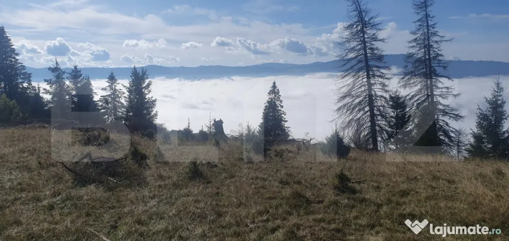 Teren extravilan, 50.000 mp, zona Vatra Dornei - Vatra Dornei (Suceava)