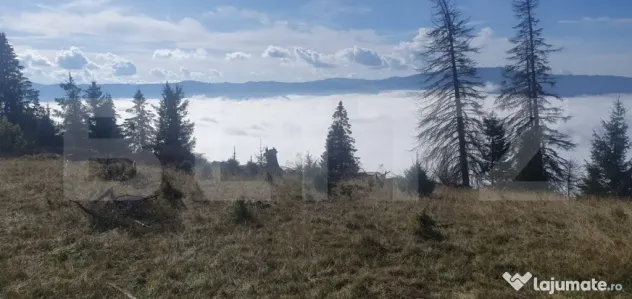 Teren extravilan, 50.000 mp, zona Vatra Dornei - Vatra Dornei (Suceava)