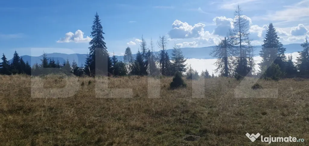 Teren extravilan, 50.000 mp, zona Vatra Dornei - Vatra Dornei (Suceava)