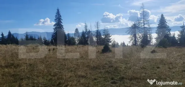 Teren extravilan, 50.000 mp, zona Vatra Dornei - Vatra Dornei (Suceava)