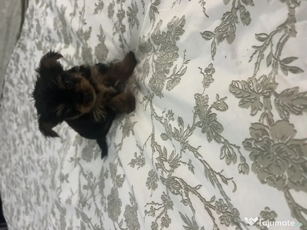 pui yorkshire terrier 6 saptamani