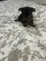Pui yorkshire terrier 6 saptamani