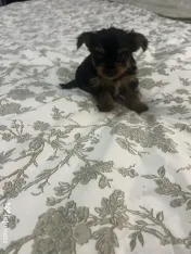 Pui yorkshire terrier 6 saptamani 