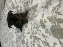 pui yorkshire terrier 6 saptamani