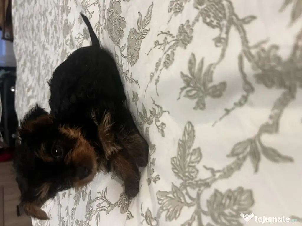 pui yorkshire terrier 6 saptamani